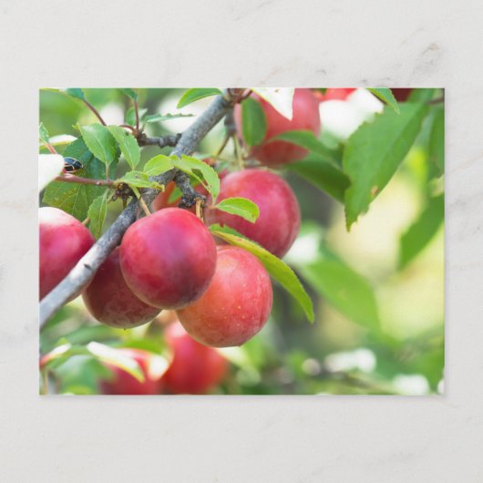 Carte Postale Plum cerise sur branche (Devant)