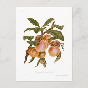 Carte Postale Plum de jaugage transparent