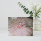 Carte Postale Plum de sucre (Debout devant)