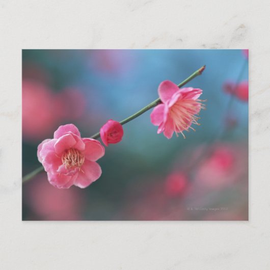 Carte Postale Plum japonais 4 (Devant)