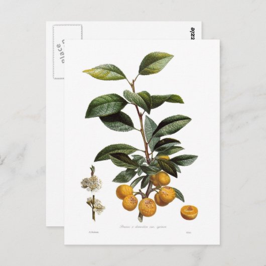 Carte Postale Plum Mirabelle (Devant / Derrière)