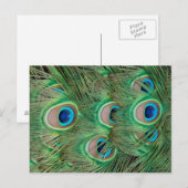 Carte Postale Plumage de paon (Devant / Derrière)