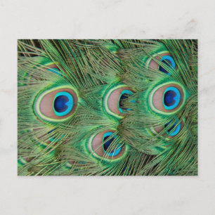 Carte Postale Plumage de paon