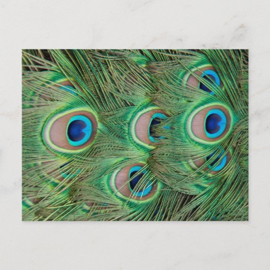 Carte Postale Plumage de paon (Devant)