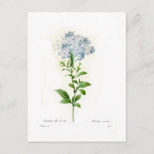 Carte Postale Plumbago