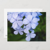 Carte Postale Plumbago (Devant / Derrière)