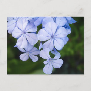 Carte Postale Plumbago