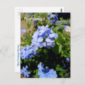 Carte postale Plumbago (Devant / Derrière)