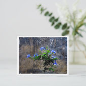 Carte Postale Plumbago bleu (Debout devant)