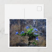 Carte Postale Plumbago bleu (Devant / Derrière)