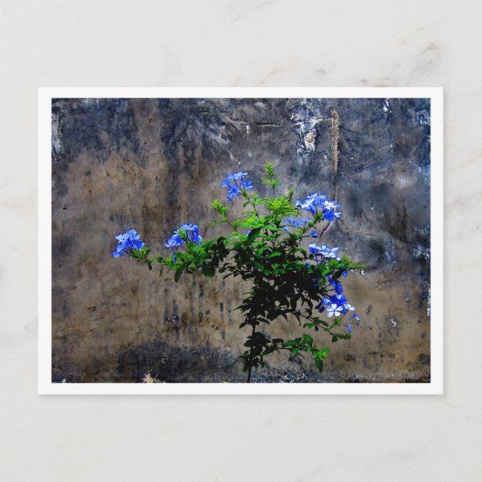 Carte Postale Plumbago bleu (Devant)