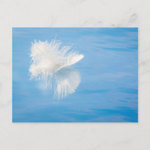 Carte Postale Plume blanc se reflète sur l'eau Seabeck, WA