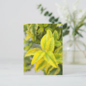 Carte Postale Plume dans les feuilles (Debout devant)