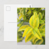 Carte Postale Plume dans les feuilles (Devant / Derrière)