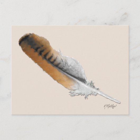 Carte Postale plume de Buse à queue rousse (Devant)