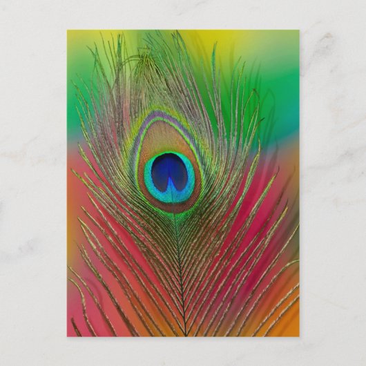 Carte Postale Plume de paon en gros plan (Devant)
