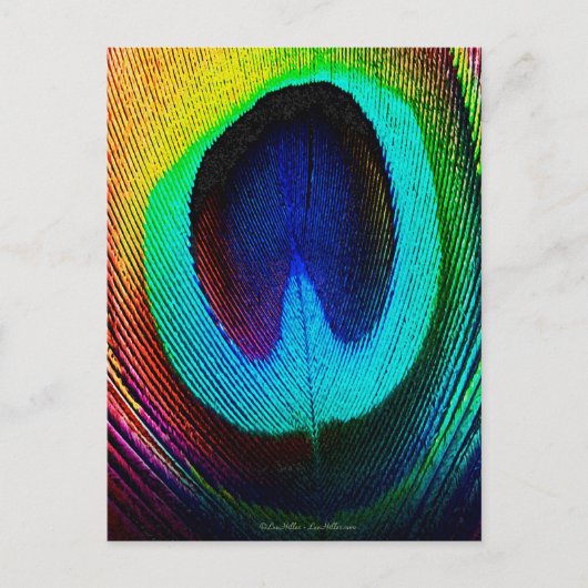 Carte Postale Plume de paon vibrant (Devant)