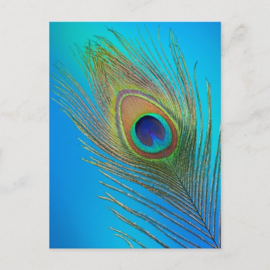 Carte Postale Plume de queue de paon (Devant)