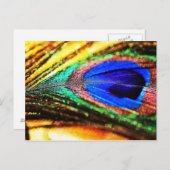 Carte Postale Plume de Shirley Taylor (Devant / Derrière)