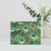 Carte postale Plume Peacock (Debout devant)