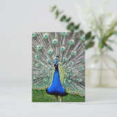 Carte postale Plume Peacock (Debout devant)