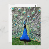 Carte postale Plume Peacock (Devant / Derrière)