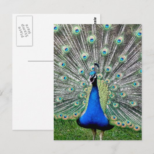 Carte postale Plume Peacock (Devant / Derrière)