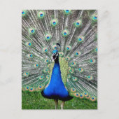 Carte postale Plume Peacock (Devant)