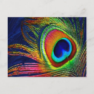 Carte Postale Plume Peacock colorée Imprimer