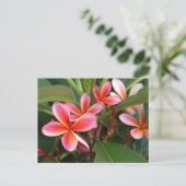 Carte postale Plumeria (Debout devant)