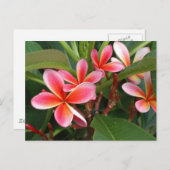 Carte postale Plumeria (Devant / Derrière)