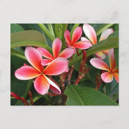Carte postale Plumeria (Devant)