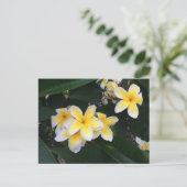 Carte Postale Plumeria (Debout devant)