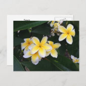 Carte Postale Plumeria (Devant / Derrière)