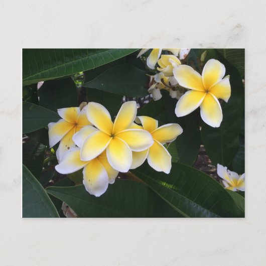 Carte Postale Plumeria (Devant)
