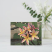Carte postale Plumeria (Debout devant)