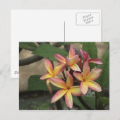 Carte postale Plumeria (Devant / Derrière)