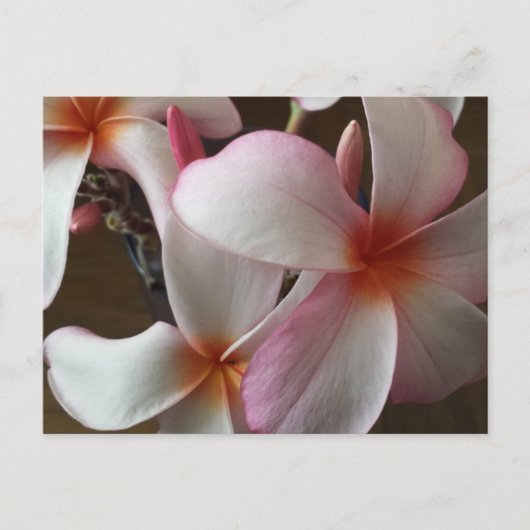 Carte Postale Plumeria 3 - éducation du cerveau (Devant)