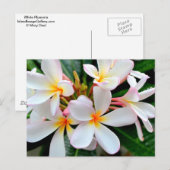 Carte Postale Plumeria blanche (Devant / Derrière)