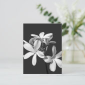 Carte Postale Plumeria blanche en pleine floraison (Debout devant)