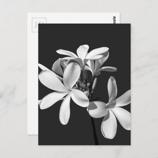 Carte Postale Plumeria blanche en pleine floraison (Devant / Derrière)