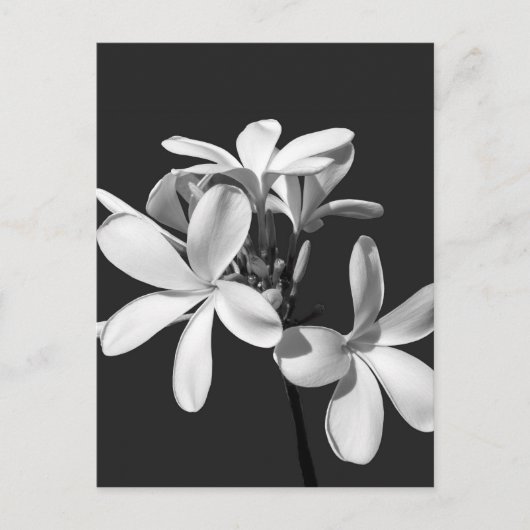 Carte Postale Plumeria blanche en pleine floraison (Devant)