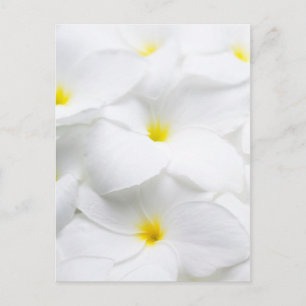 Carte Postale Plumeria blanche Frangipani Fleur tropicale hawaïe