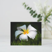 Carte Postale Plumeria blanche Frangipani Hawaii (Debout devant)