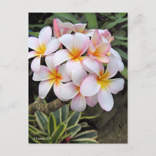 Carte Postale Plumeria [Carte postale] (Devant)