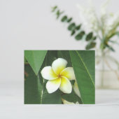 Carte Postale Plumeria Extreme (Debout devant)