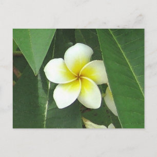 Carte Postale Plumeria Extreme