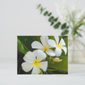 Carte Postale Plumeria Frangipani Hawaï (Debout devant)