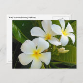 Carte Postale Plumeria Frangipani Hawaï (Devant / Derrière)