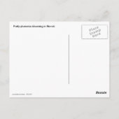 Carte Postale Plumeria Frangipani Hawaï (Dos)